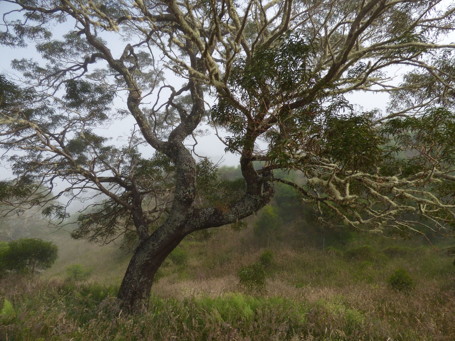 A koa tree at Kahikinui, Maui