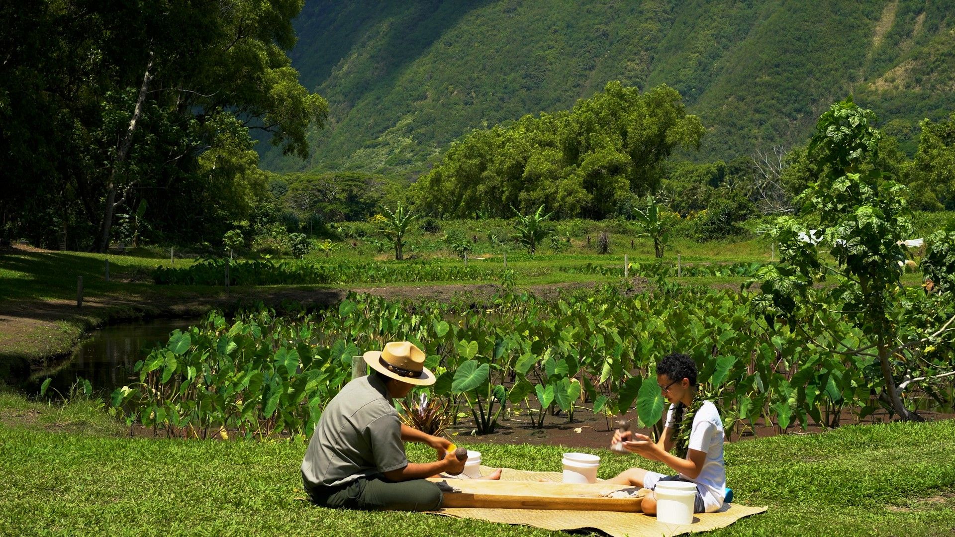 A ranger and a young practitioner pound poi on boards beside a taro field