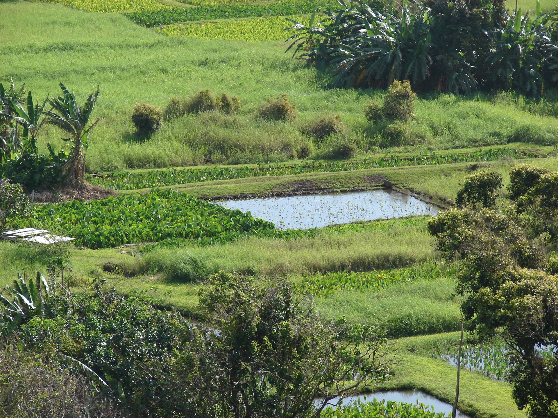 Taro fields at Keʻanae, Maui